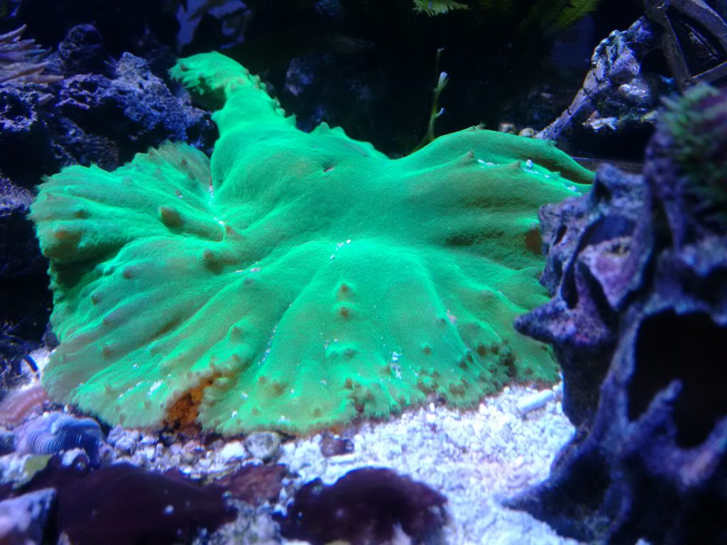 Green cabbage leather coral.