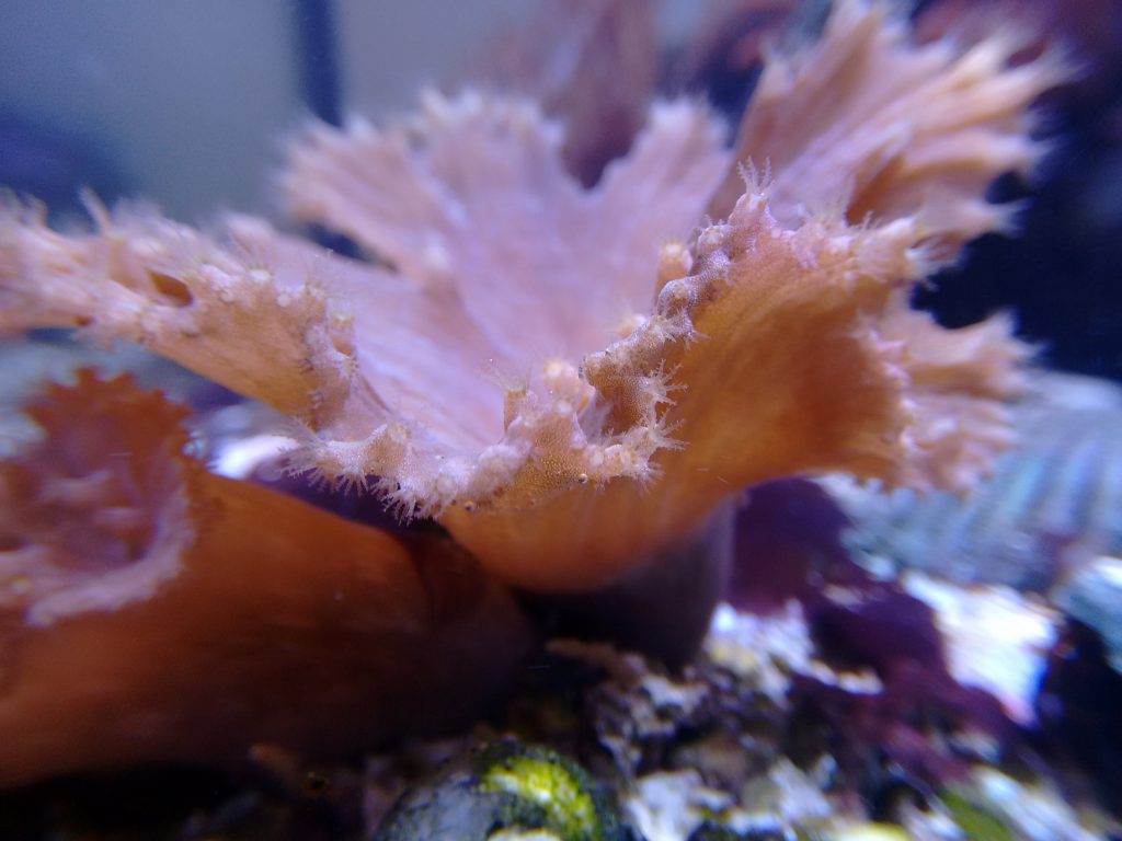 Cabbage leather coral.